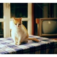 自信的领袖的头像-AIProductHub产品导航社区