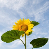 咖啡香弥漫-AIProductHub产品导航社区