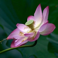 星河画廊的头像-AIProductHub产品导航社区