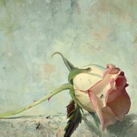 披萨送货员的头像-AIProductHub产品导航社区