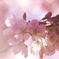 海原美的头像-AIProductHub产品导航社区