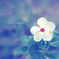 孔雀展艳的头像-AIProductHub产品导航社区