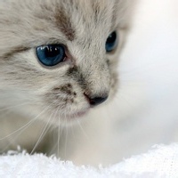 漫游者心的头像-AIProductHub产品导航社区