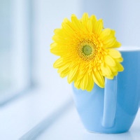 小糖饼的头像-AIProductHub产品导航社区