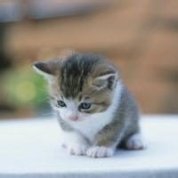 顽皮狗的头像-AIProductHub产品导航社区