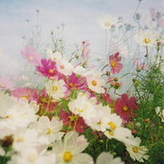 MeadowMuse的头像-AIProductHub产品导航社区