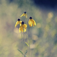 幻境独行的头像-AIProductHub产品导航社区