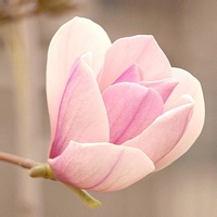 独行的头像-AIProductHub产品导航社区